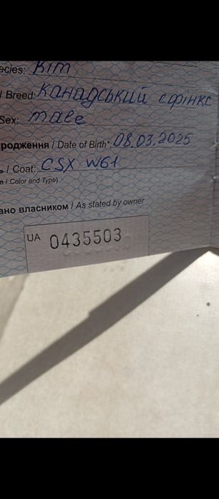 Продам канадского сфинкса
