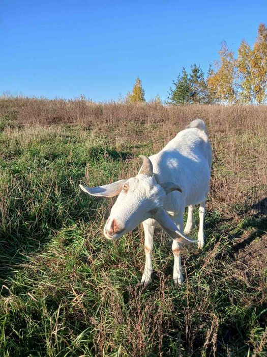 Нубо-зааненська кізочка