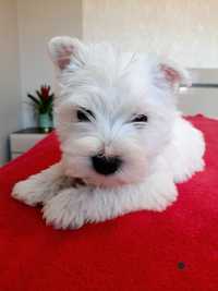 West Highland White Terrier piesek z rodowodem