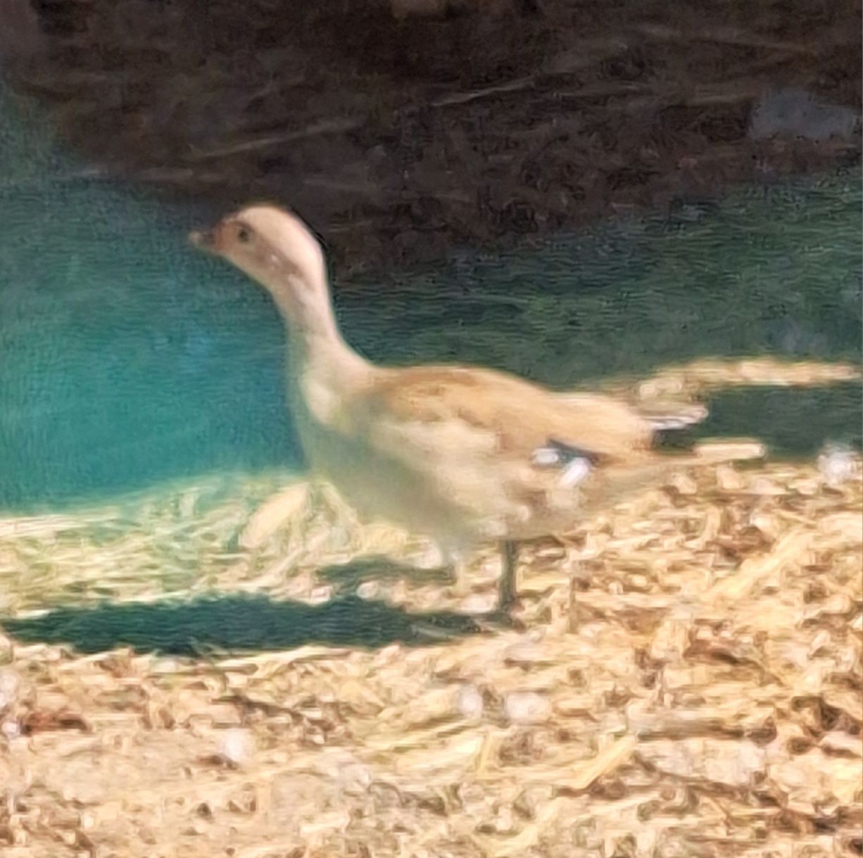 Patos mandarim canela