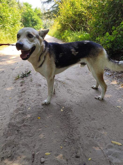 Cudowny Jolo szuka domu!