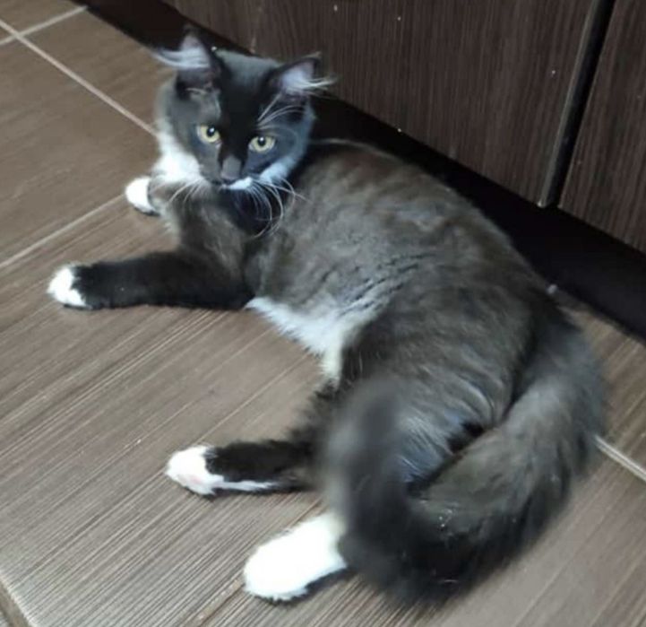 Пропала кішка , Розшук