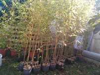 plantas de bambus naturais