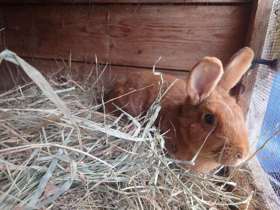 Króliki dorosłe, dwa burgundy i szary