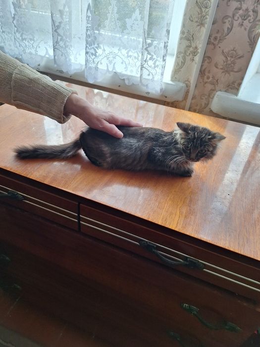 Маленька довгошерстна дівчинка 3,5 міс