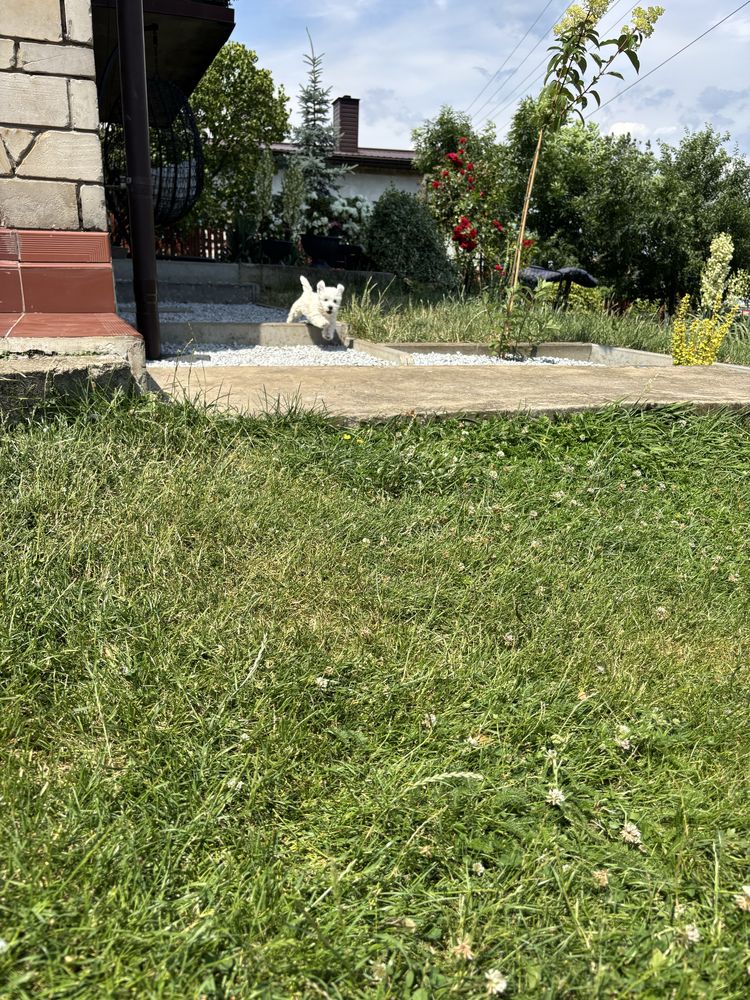 Piesek  West Highland white terrier
