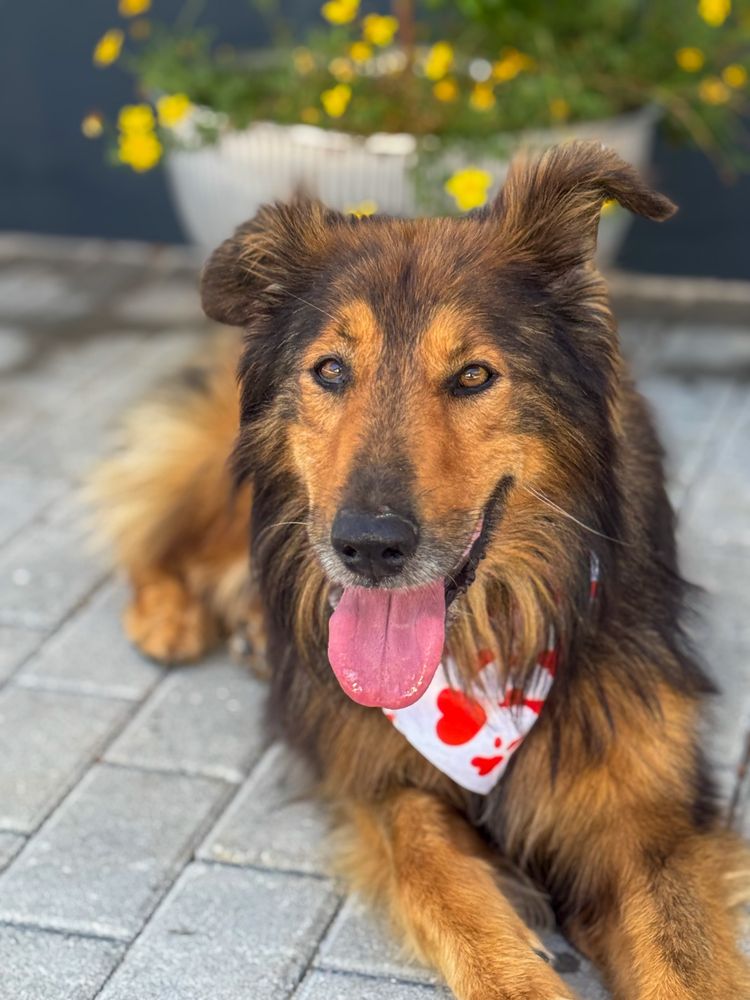 Sam - xRough Collie, 5 anos