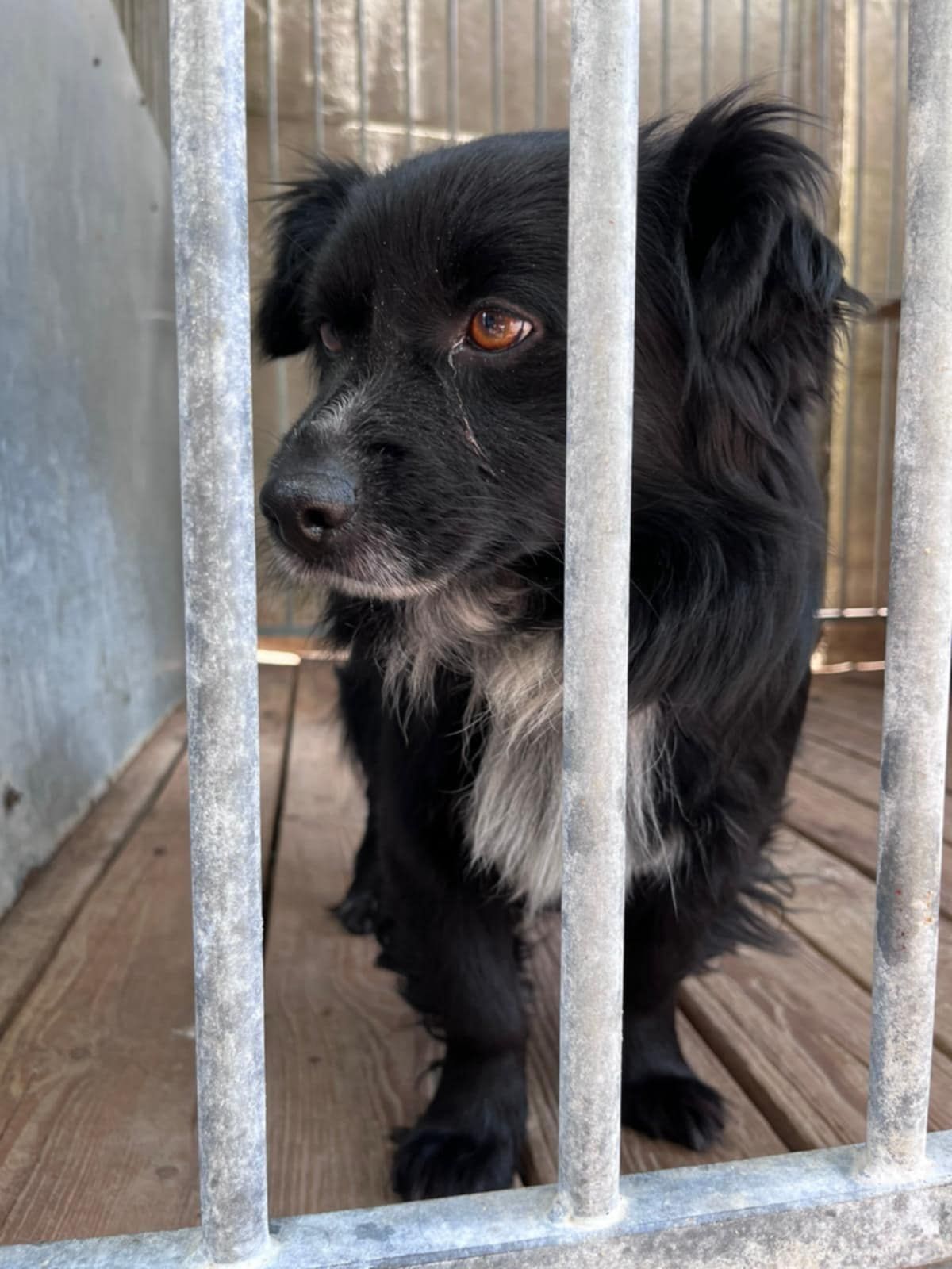Kubuś poleca się do adopcji