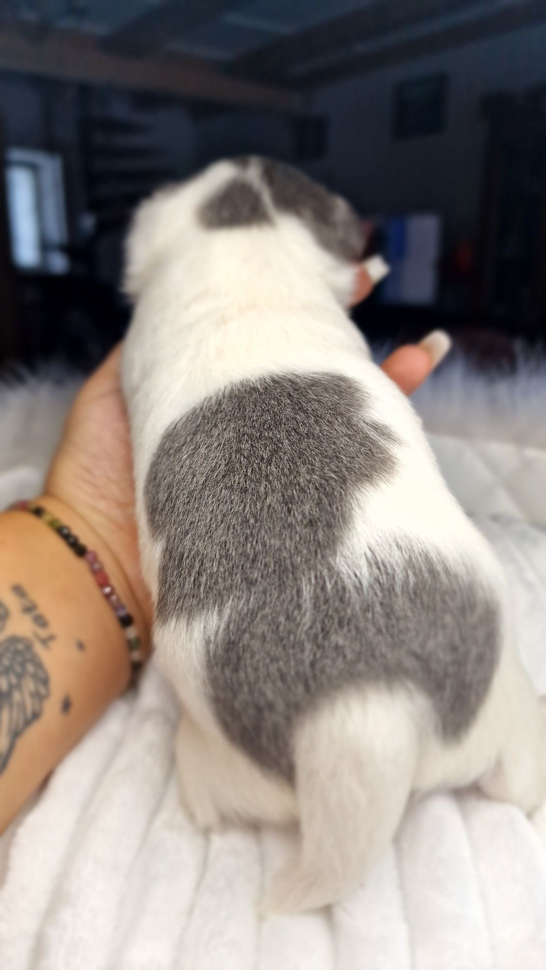 Biało niebieskiego chłopiec Chihuahua juz do odbioru