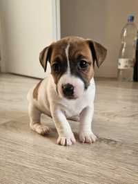 Jack Russell Terrier