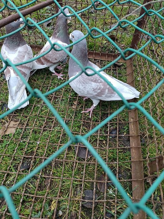 Sprzedam gołębie pocztowe