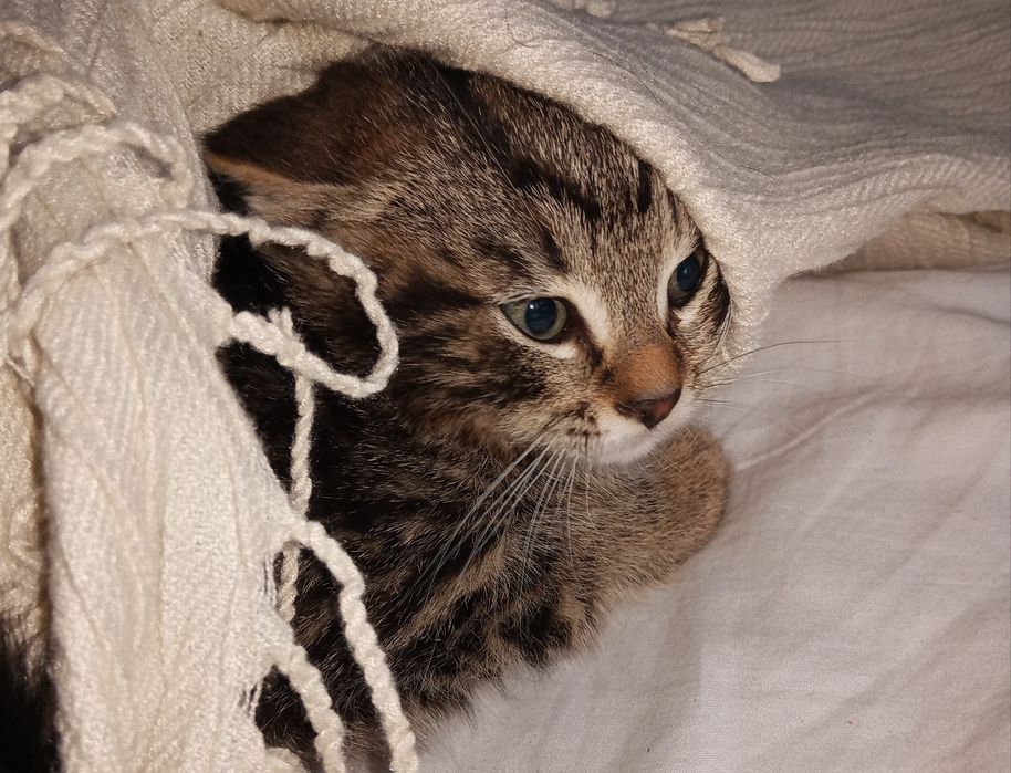 Oddam kotki w dobre rece