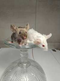 Mysz rasowa myszy rasowe