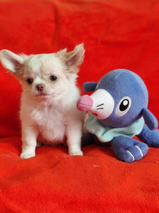 Piękna księżniczka długowłosa dziewczynka Chihuahua . Rodowod FCI