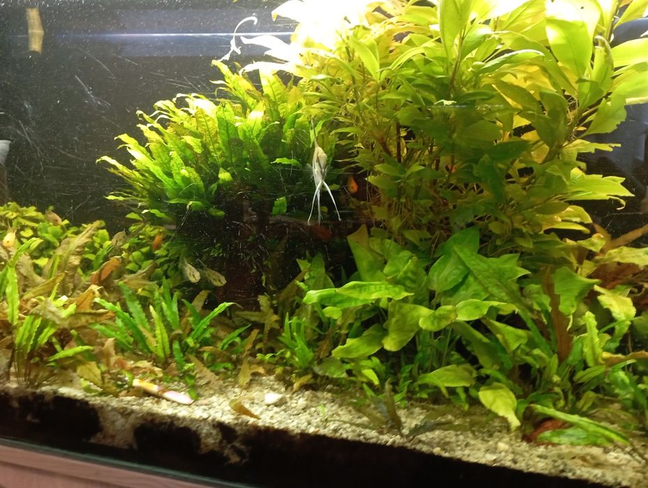 Sprzedam roślinki do akwarium