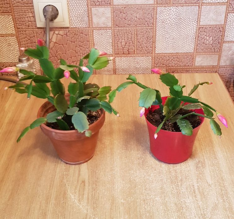 Рождественник с горшком