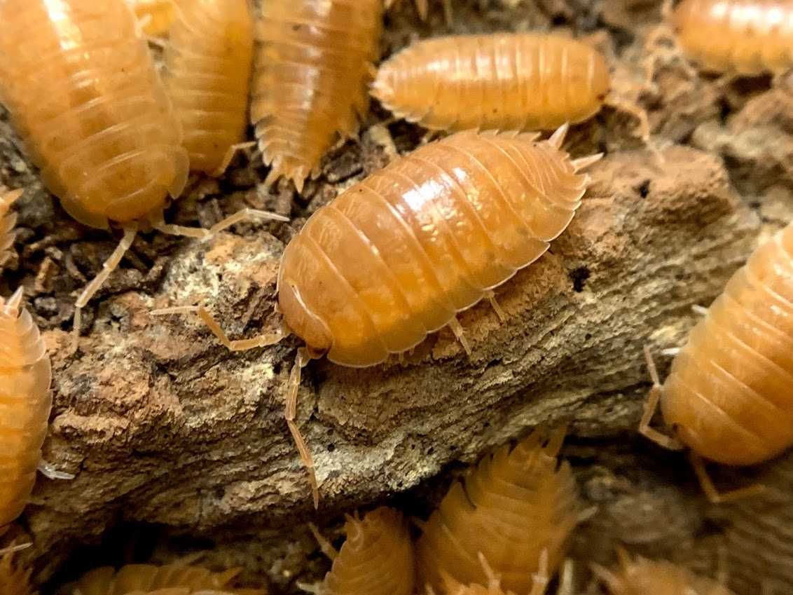 Isopody ozdobne - ekipa sprzątająca do terrarium