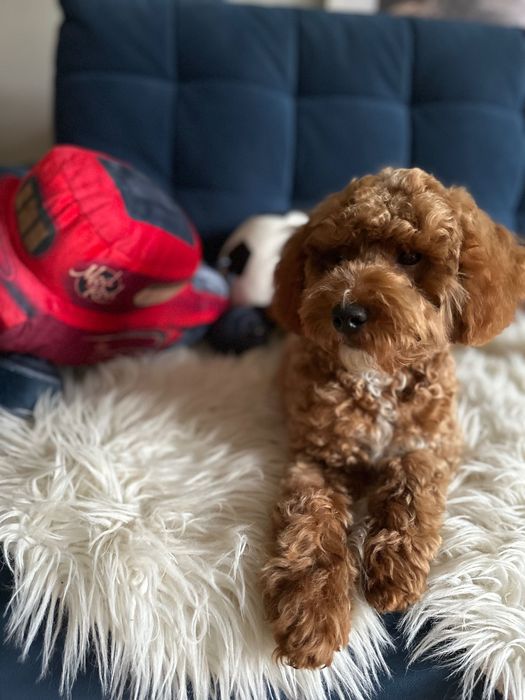 Piękny Piesek Maltipoo! Możliwy paszport!