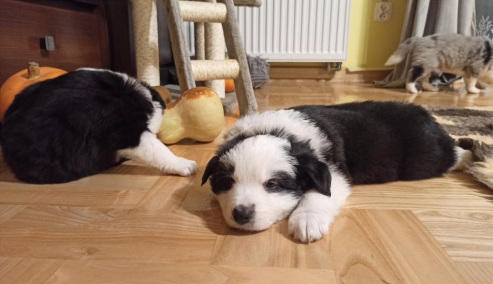 Szczenię Border Collie ZKwP pies samczyk