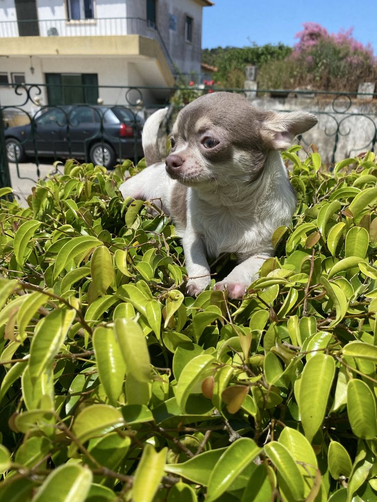 Chihuahua macho  excelente