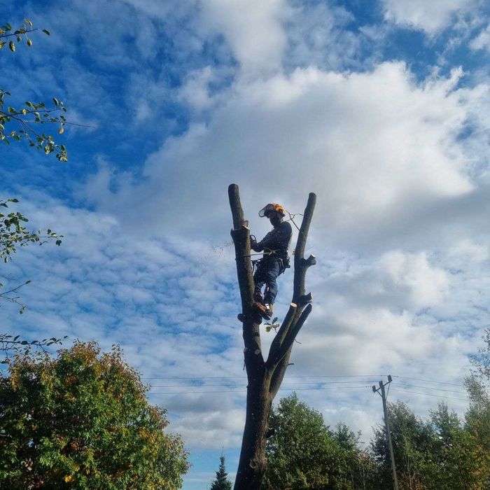 Wycinka drzew, pielęgnacja drzew, usługi mulczerem, sprzedaż drewna