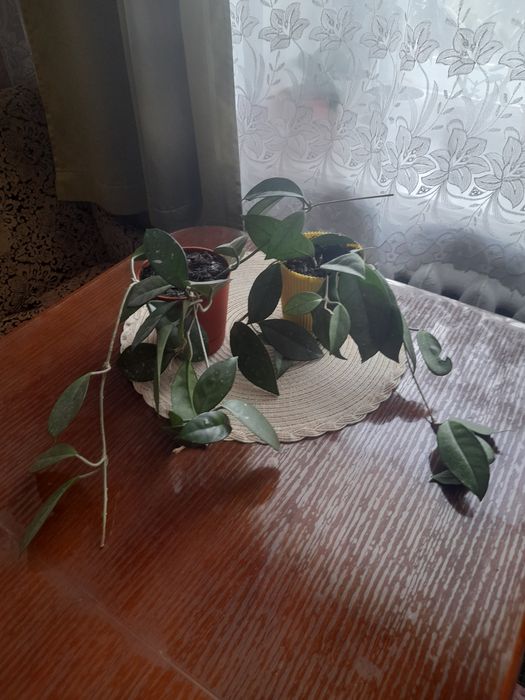 Хойя,хоєчка! Продам