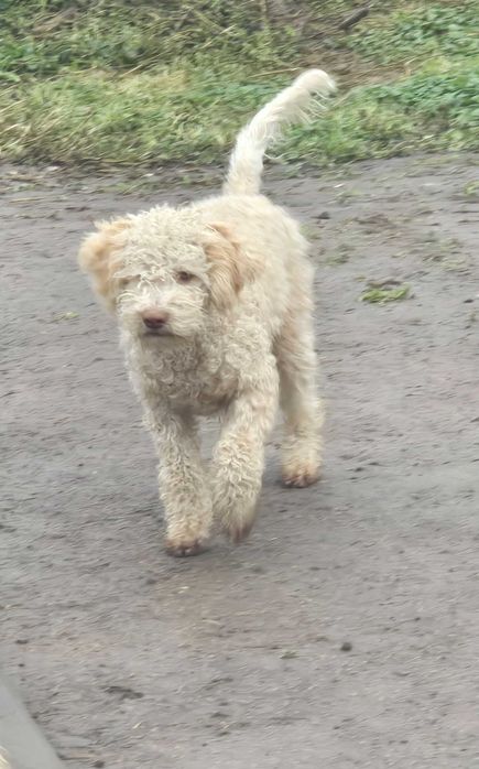 Lagotto romagnolo
