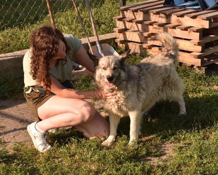 Szybki śmieszny włochaty Sky adopcja