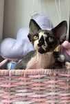 Przepiekny Kocurek Devon Rex