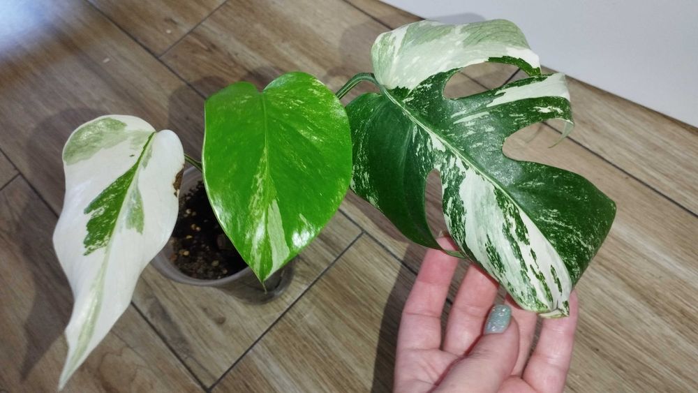 Monstera borsigiana variegata small form całа roślina № 5