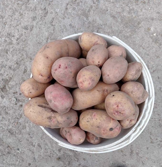 Продам картоплю.