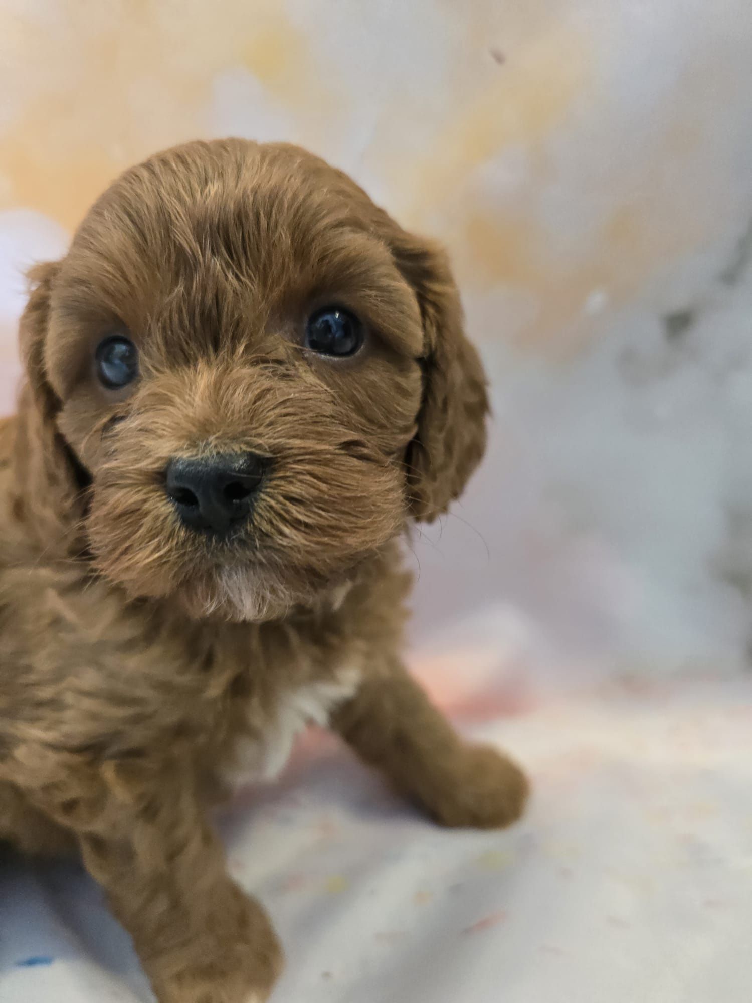 Cavapoo chłopiec cackapoo /maltipoo