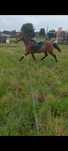 Cavalo montado e engatado