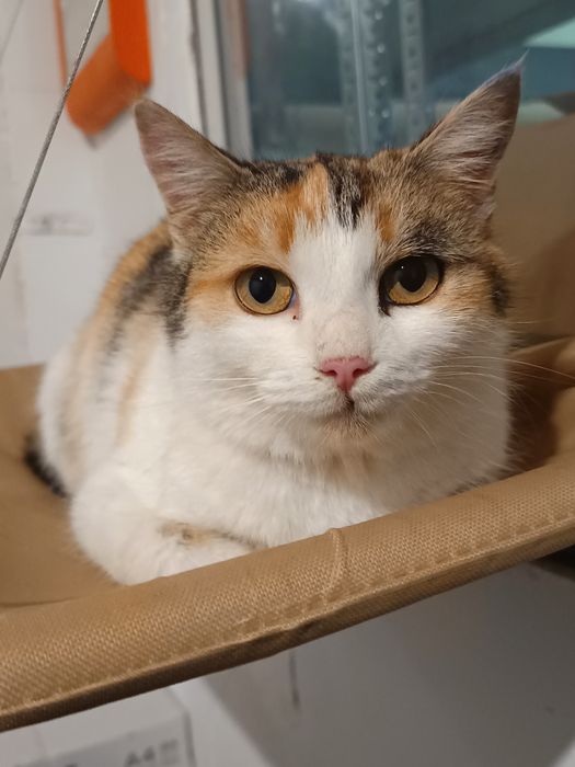 Милка, девочка, 2 годика