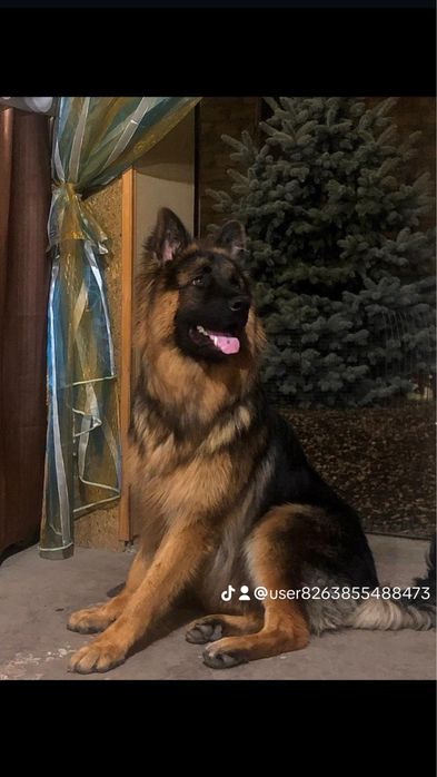 Щенки немецкой овчарки