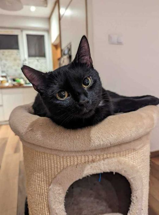 Fajny czarny kotek Węgielek, 2 lata