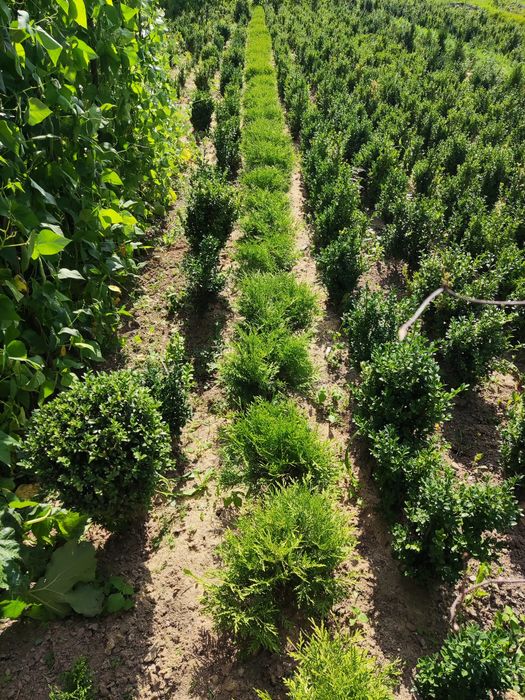 Туя Даніка Ауреа