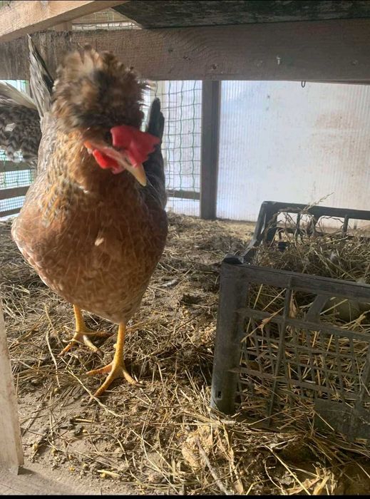 Інкубаційні яйця