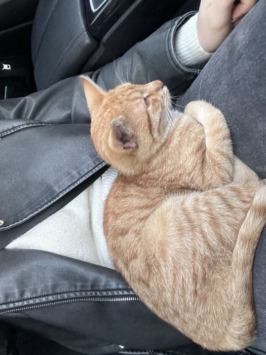 Dzien dobry oddam w dobre rece kocurka