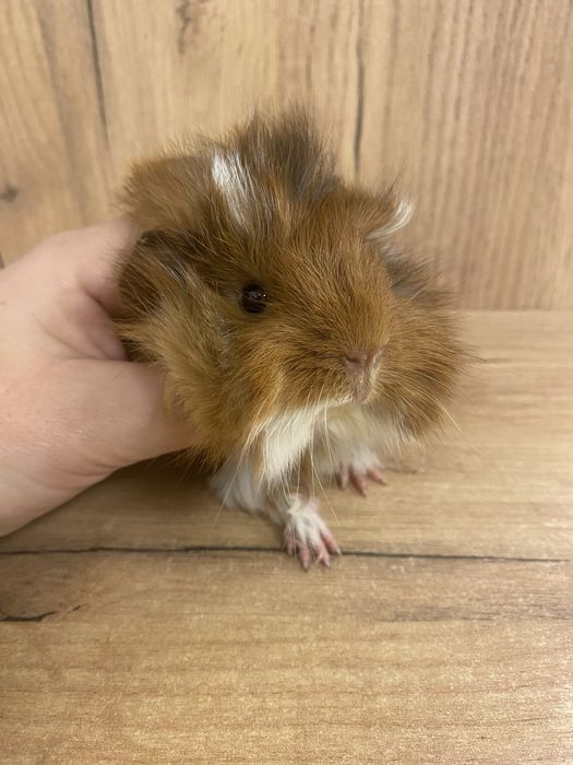 Świnka morska samiczka teikolor ruda rozetka peruwianka