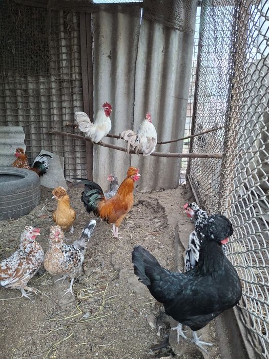 Инкубационное яйцо карликовых курочек