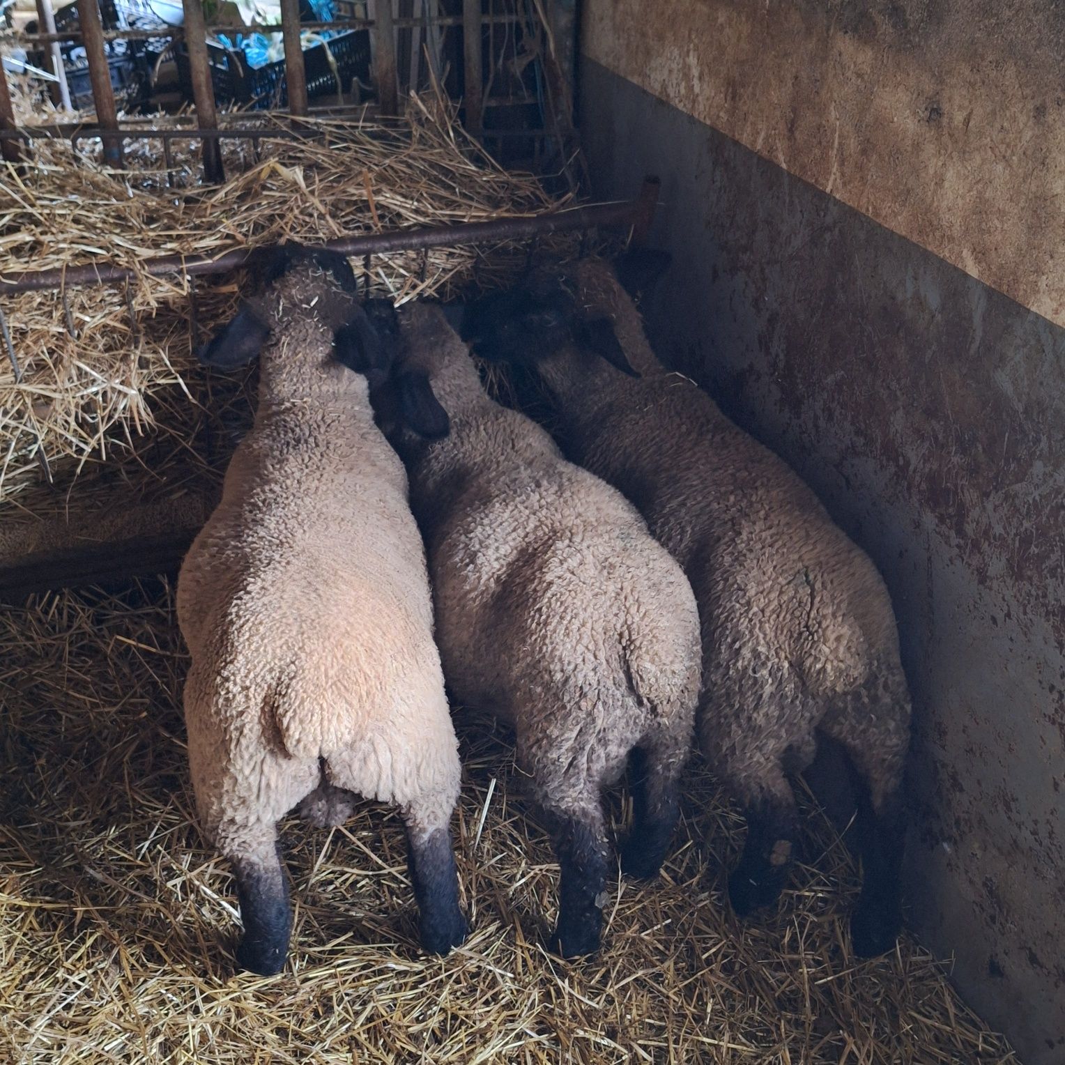 Borregos suffolks