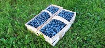 Borówka amerykańska z własnej plantacji