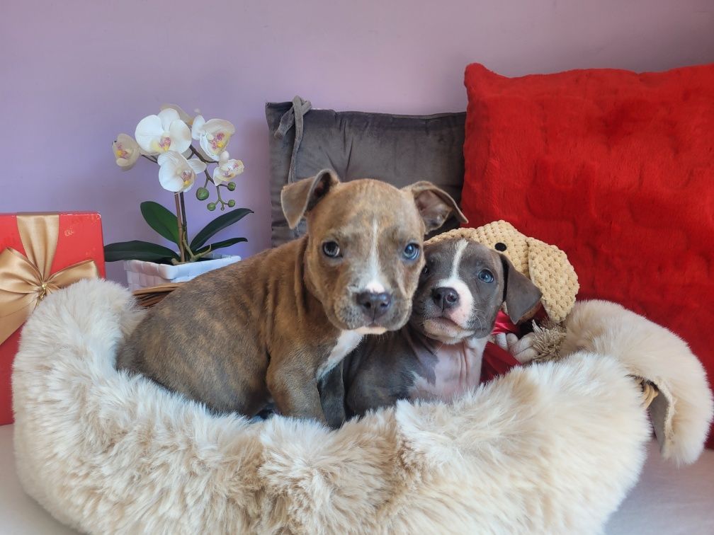 Kochany piesek Amstaff!
