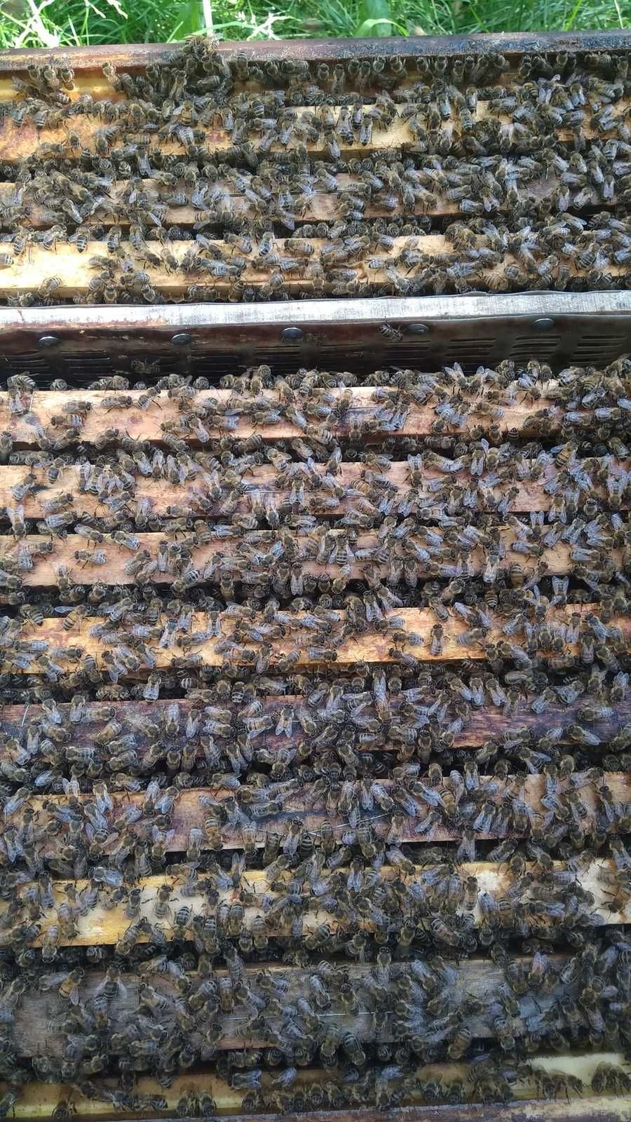 Miód nawłociowy 2023 świeży od pszczelarza