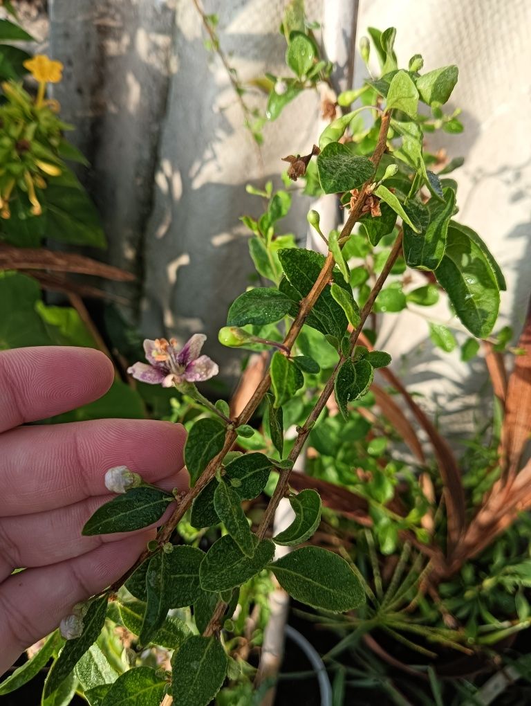 Planta de goji vários tamanhos