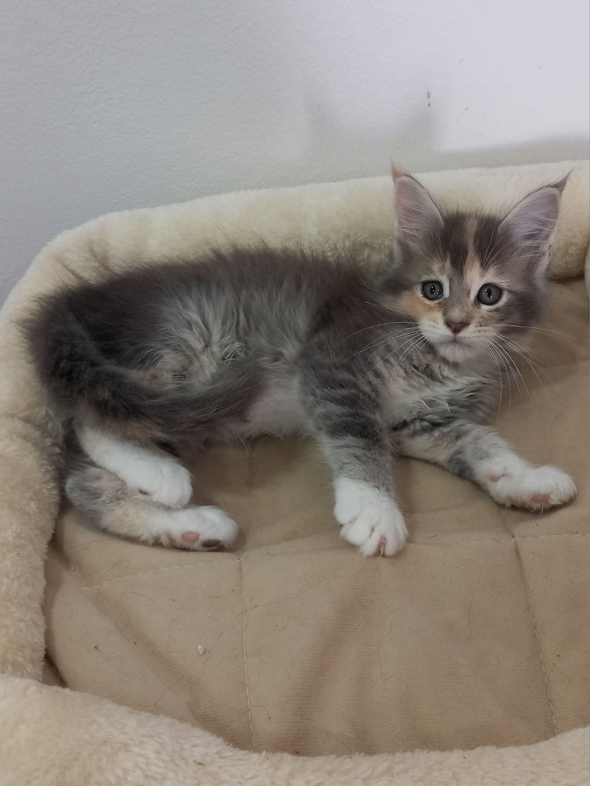 Gatinho Maine Coon com Lop