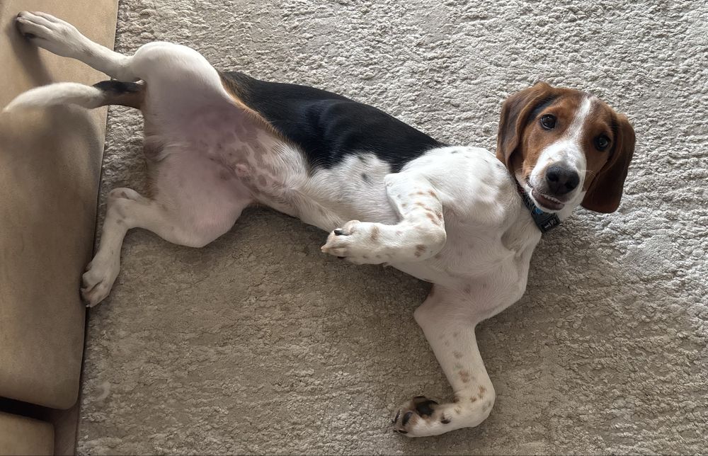 Отдам бигля мальчика