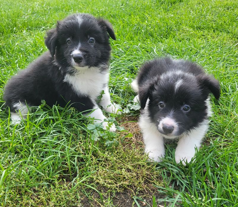Border collie szczeniak