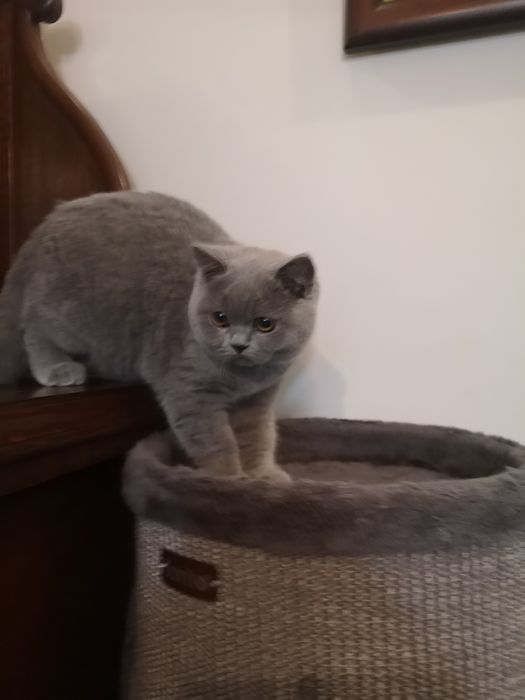 Kocurek, kotka z miotu T rodowód FPL